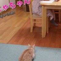 座っている人を見ている猫
