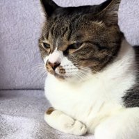 不機嫌になる猫