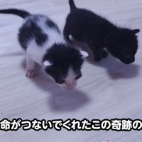 歩く子猫