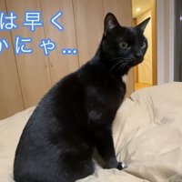 今日は早く来るかにゃ…