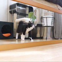 鏡に興味津々チコちゃん
