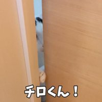 扉のすき間から覗く猫