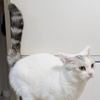 得意げな表情で胸を張る猫