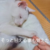 人の手を前足で触る猫