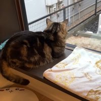 ニャルソック