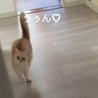 声をあげて飼い主の方へ駆け寄る猫
