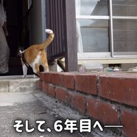 家の中に入る猫
