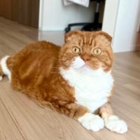 室内にいる猫