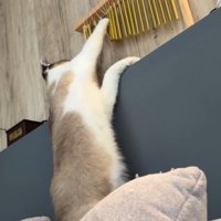 ウインドチャイムを前足でチョンチョンと触る猫