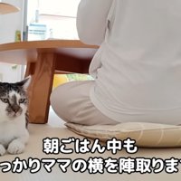 女性の隣に座っている猫