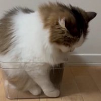 ケースに入る猫