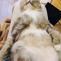 飼い主さんの膝の上で仰向けに寝るサイベリアン