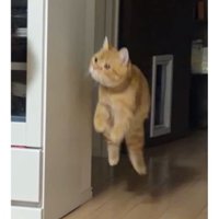駆け寄る猫