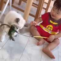 猫じゃらしキャッチ
