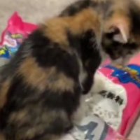 猫砂の袋に乗っている猫