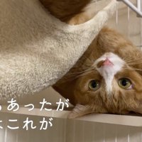 変な格好に戻るウラちゃん