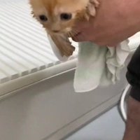 乾かされる子猫
