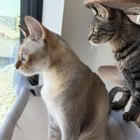警備する猫たち