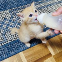 ミルクを立ち飲みする赤ちゃん猫