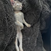 まっすぐになって寝る子猫