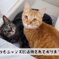 ベビーベッドの上のキジトラ猫と茶トラ猫