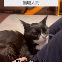 人の上に乗っている猫と「ルナちゃん」の字幕
