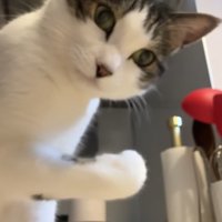 前足を持ち上げたままこちらを向いた姿