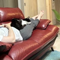 ソファで眠る飼い主の膝に寝転がるハチワレ猫