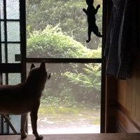 網戸をのぼる子猫と見守る犬