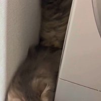 洗濯機の裏に隠れている猫