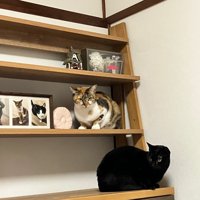 棚に入る2匹の猫