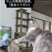 威嚇する子猫をパンチするサイベリアン