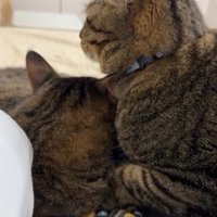 2匹の猫