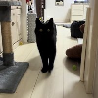 リビングの奥からカメラに向かってくる猫（アップ）