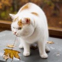 落ち葉をくわえる猫