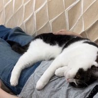 人のお腹の上で横になる猫