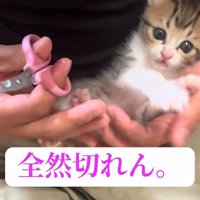 爪切りを持った人に抱っこされる子猫