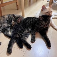 3匹集合