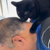 背中に乗った黒猫