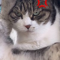 足で顔を蹴られている猫