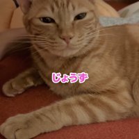 目を細める猫「じょうず」