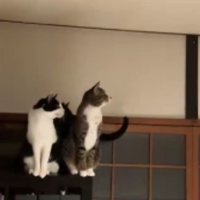 室内にいる猫たち