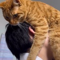 男の子に顔を埋められてジッとしている茶トラ猫
