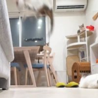 室内にいる猫たち