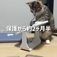 鏡で遊ぶ子猫