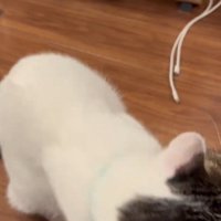 スリスリする猫