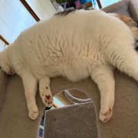 寝ている猫
