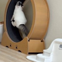 駆け上がる猫