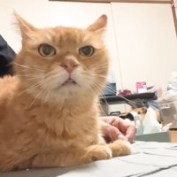 前を見て座る猫