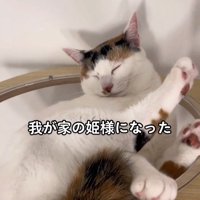 ボウルに入って寝る猫